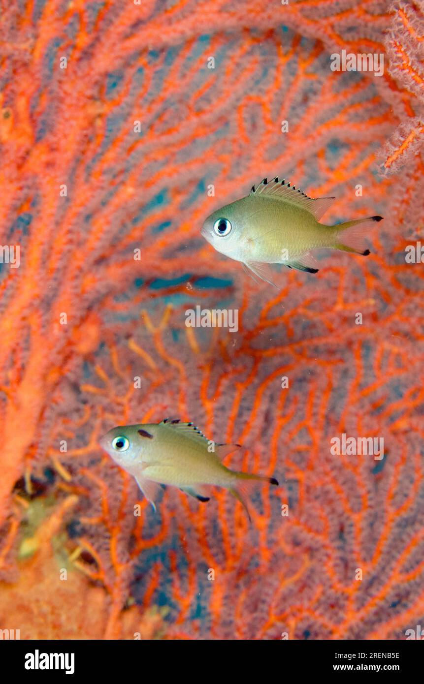 Pair of Scaly Chromis, Chromis lepidolepis, one with Cymathoid Isopod, Anilocra sp, parasite, by Sea Fan, Melithaea sp, Dili Rock West dive site, Dili Stock Photo