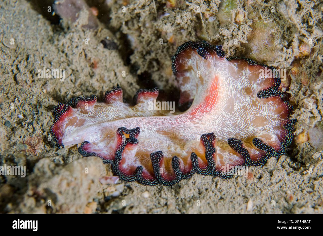 Pseudobiceros Flatworm, Pseudobiceros fulgor, night dive, La Casa dive site, Dili, East Timor Stock Photo