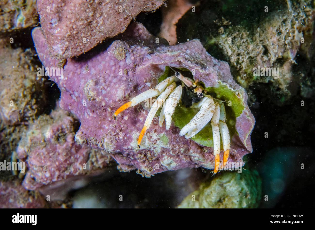 Small White Hermit Crab, Calcinus minutus, in shell, Bob's Rocks dive site, Dili, East Timor Stock Photo