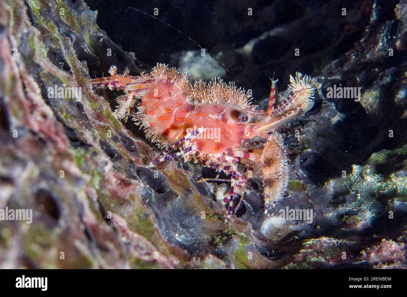 Marbled Shrimp, Saron sp, night dive, Dili Rock East dive site, Dili, East Timor Stock Photo