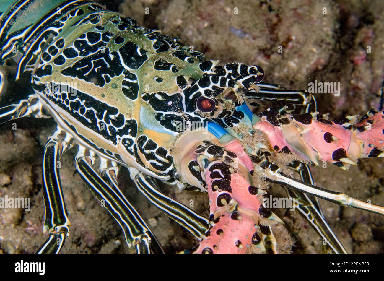 Painted Spiny Lobster, Panulirus versicolor, night dive, Dili Rock East dive site, Dili, East Timor Stock Photo