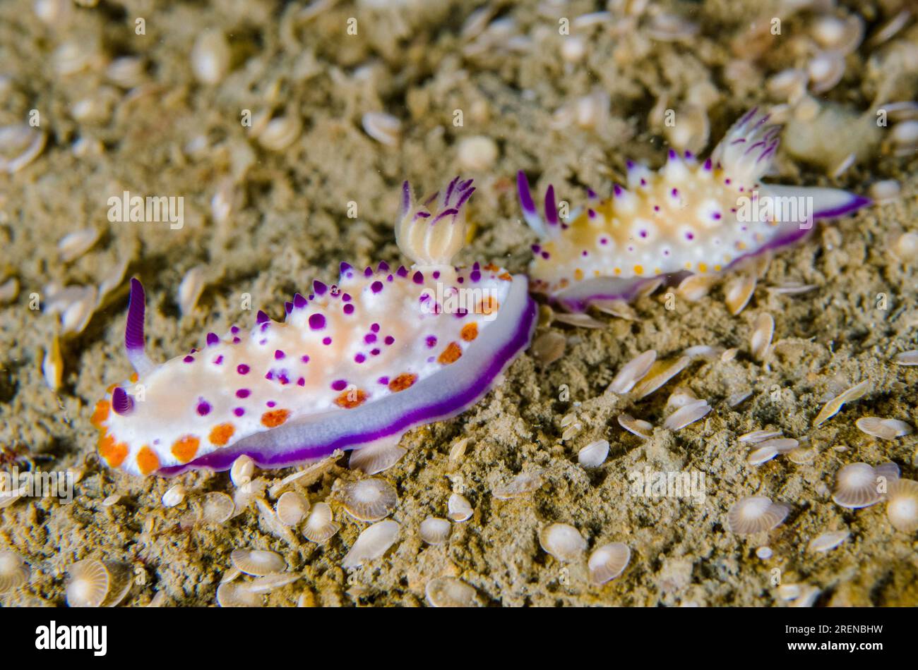 Pair of Multi-pustuled Mexichromis Nudibranch, Mexichromis multituberculata, tailing each other on sand with Foraminifera shells, Foraminifera Infraph Stock Photo