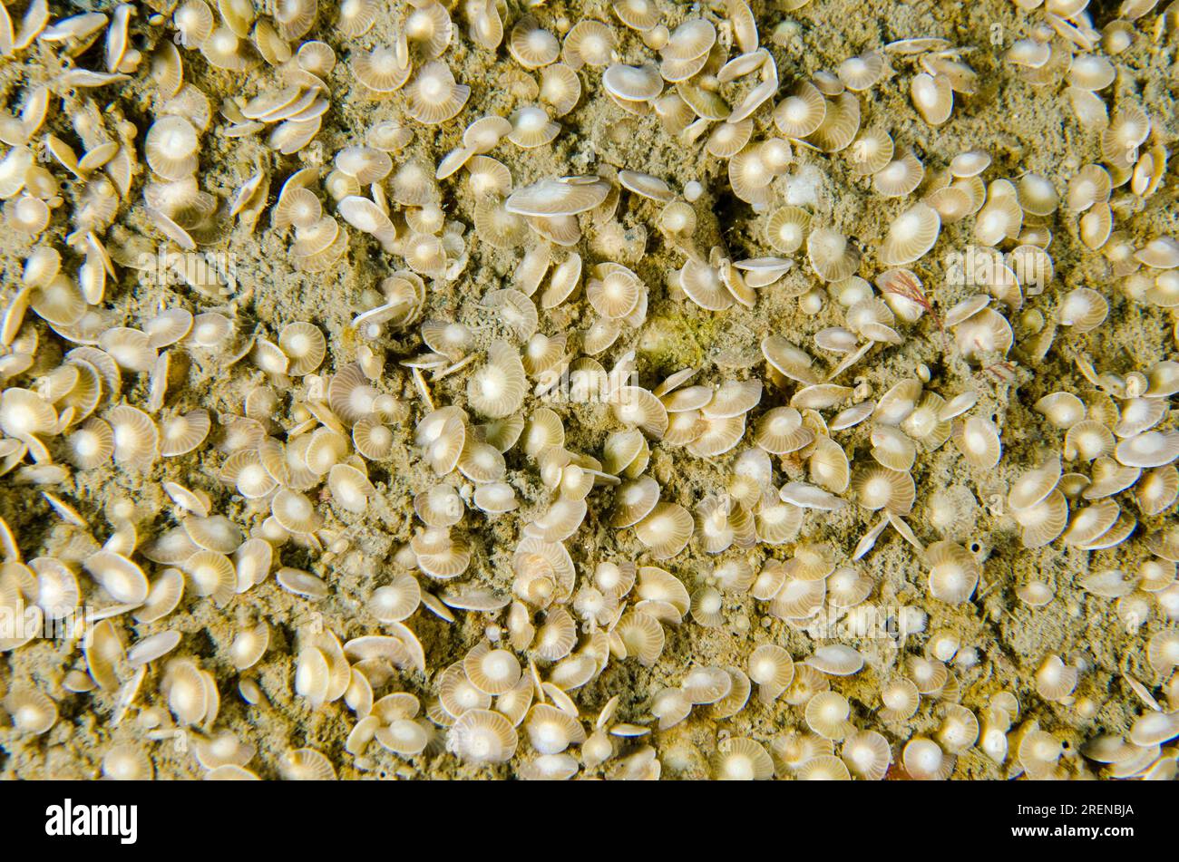 Foraminifera shells,Foraminifera Infraphylum, in sand, Tasi Tolu dive site, Dili, East Timor Stock Photo