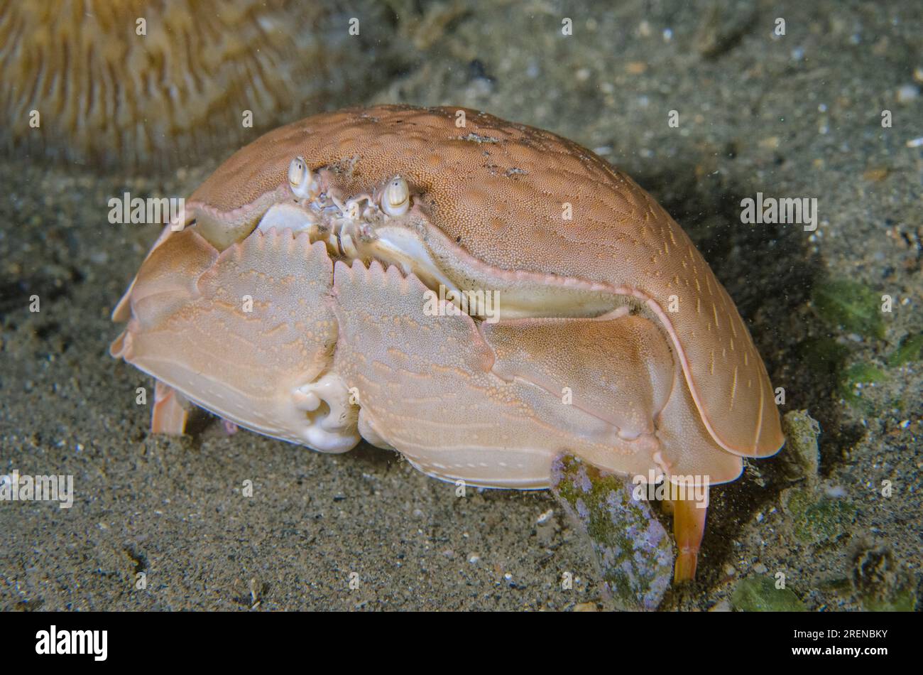 Shame-faced Crab, Calappa calappa, Night dive, Tasi Tolu dive site, Dili, East Timor Stock Photo