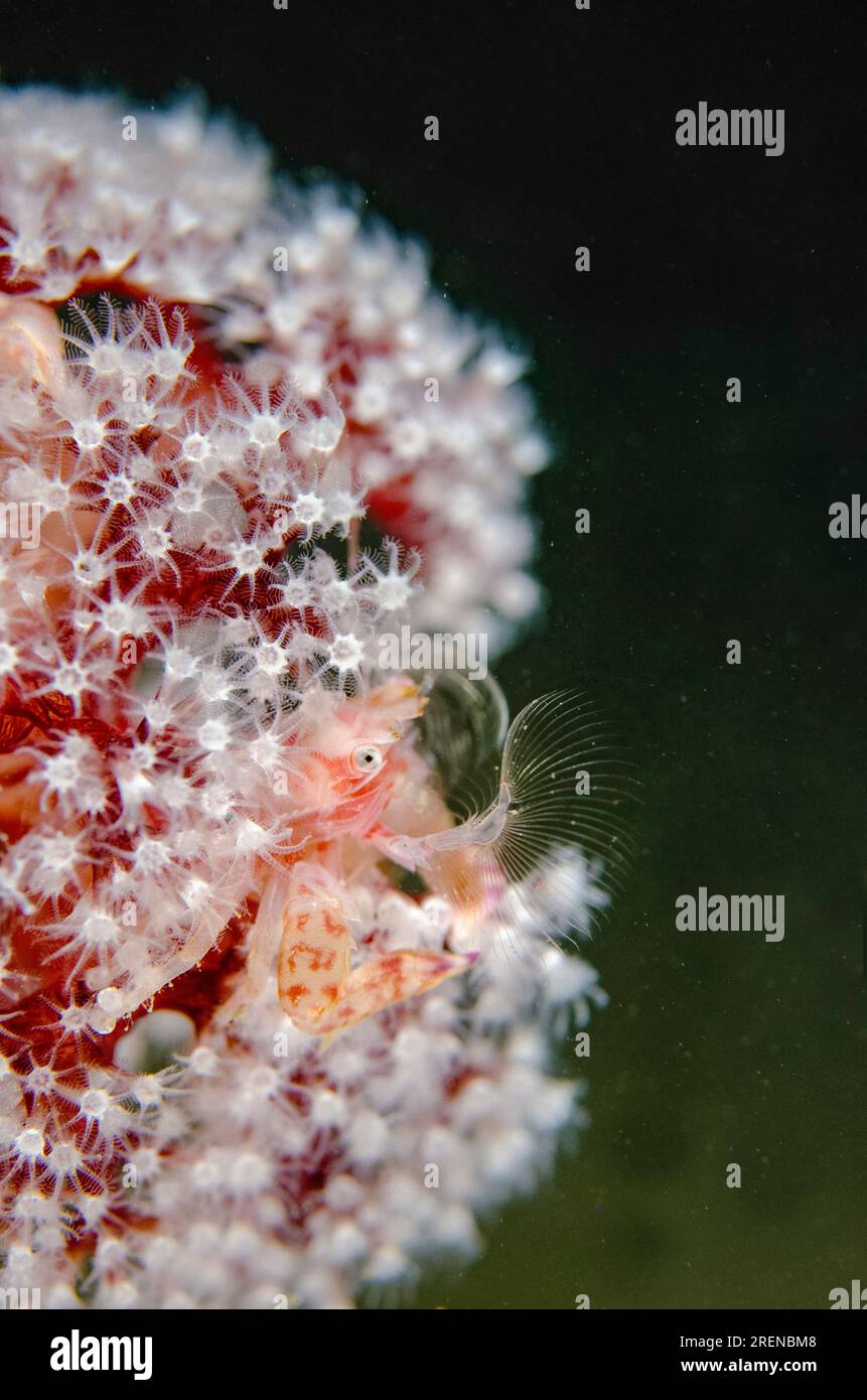 Porcelain Crab, Lissoporcellana sp, on Carnation Coral, Dendronephthya sp, with white polyps, night dive, Tasi Tolu dive site, Dili, East Timor Stock Photo