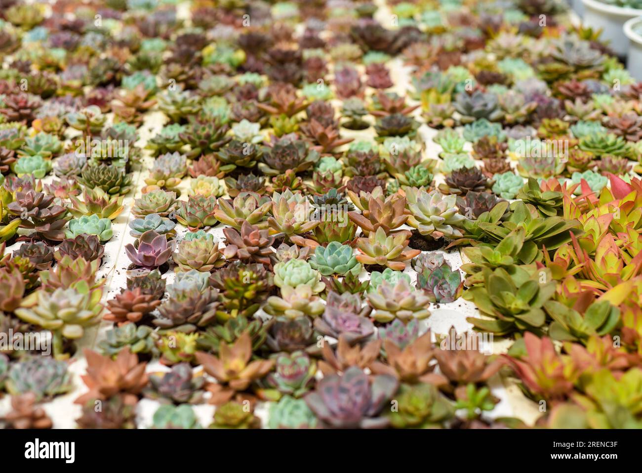 Many potted succulents of Echeveria elegans, Echeveria, Sedum,Graptopetalum (leatherpetal) at a flower market Stock Photo