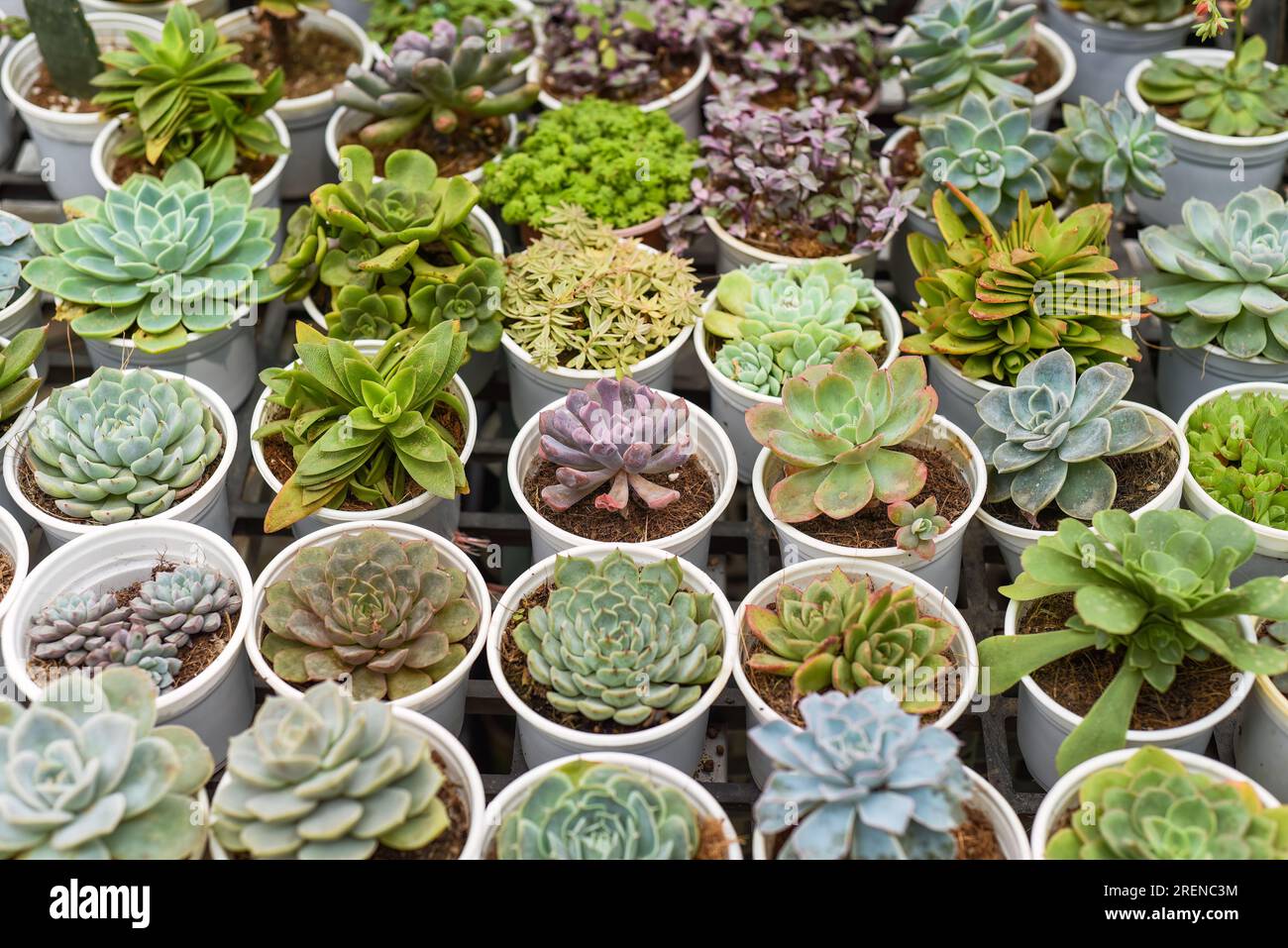 Many potted succulents of Echeveria elegans, Echeveria, Sedum,Graptopetalum (leatherpetal) at a flower market Stock Photo