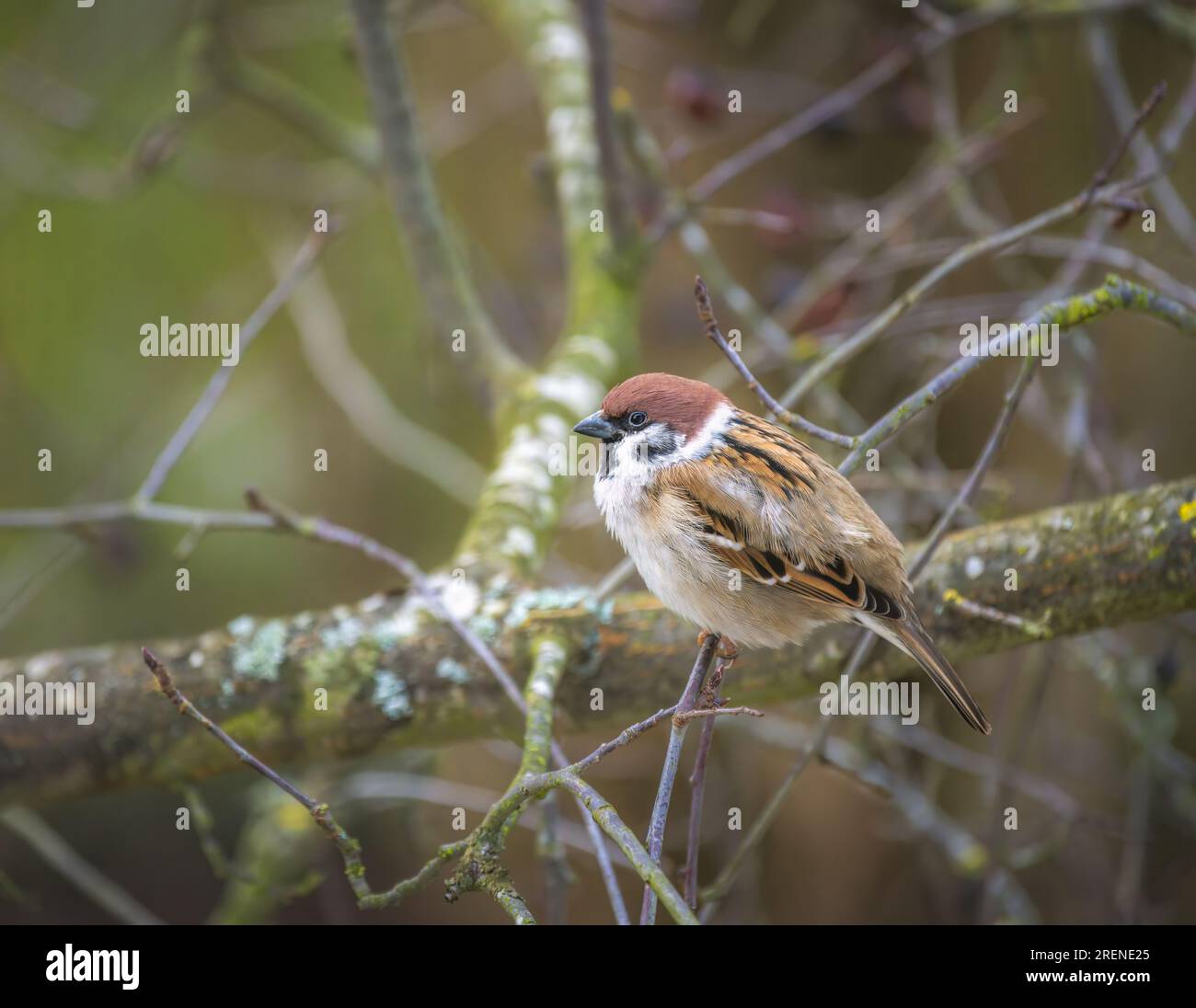 Closeup of a sparrow sitting on the branch of a tree Stock Photo