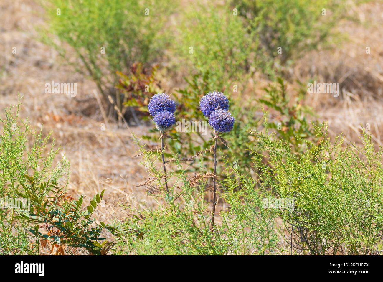 Echinops ritro or violet globe thistle flowering in field Stock Photo