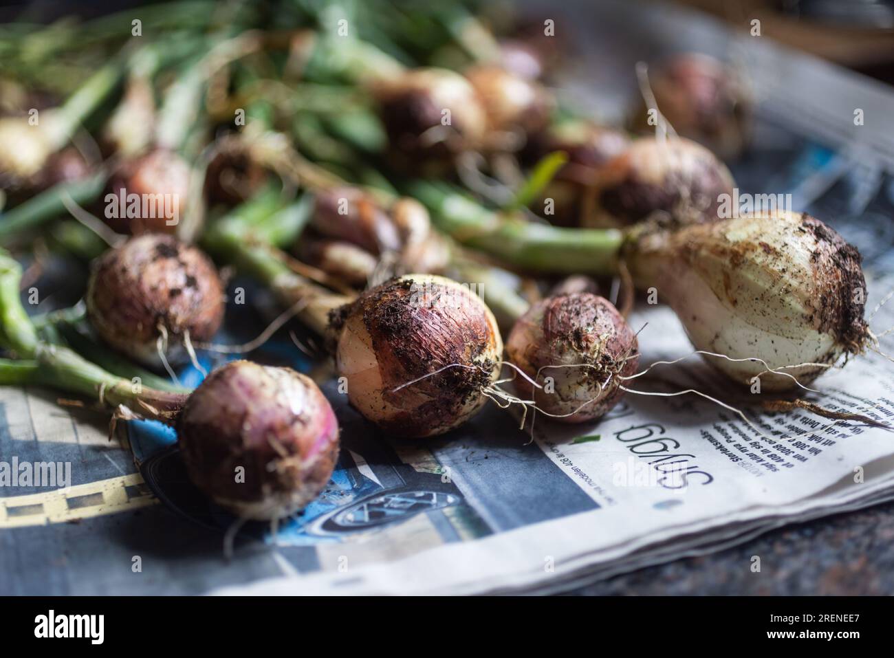 Different kinds of onions on a kitchen countertop, here photographed on