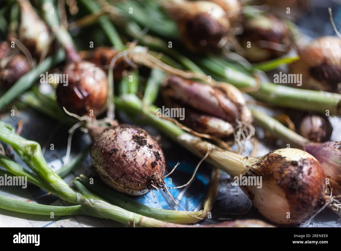 Different kinds of onions on a kitchen countertop, here photographed on