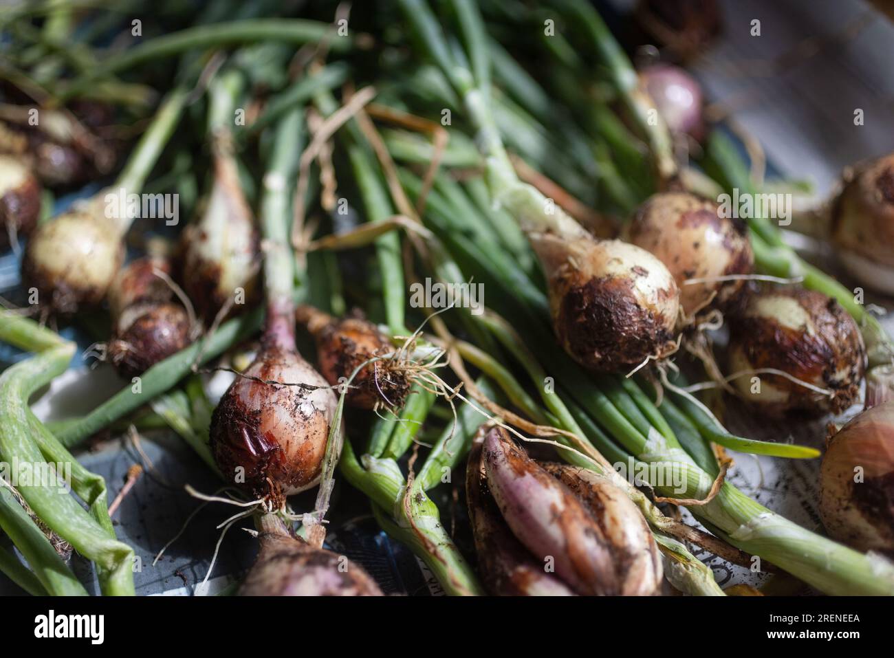 Different kinds of onions on a kitchen countertop, here photographed on
