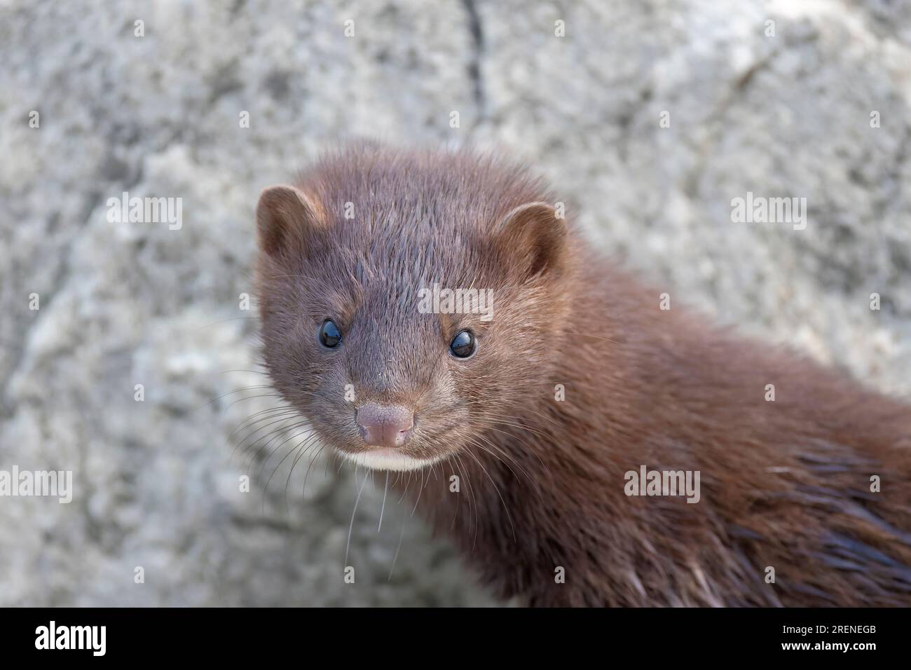 The American mink(Neovison vison)  on the shores of Lake Michigan Stock Photo
