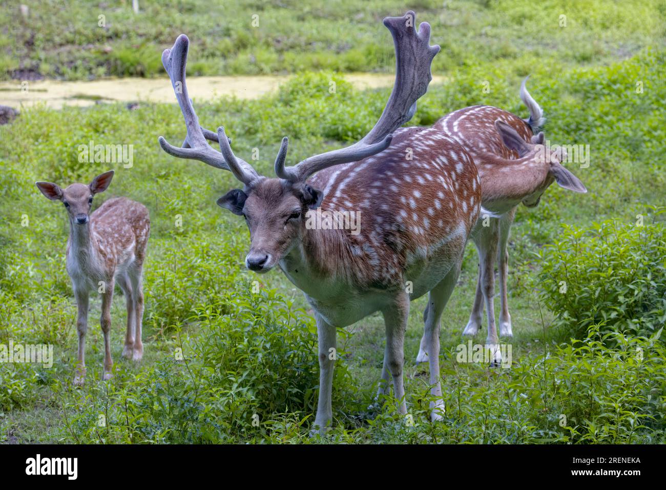 The fallow deer (Dama dama) .This deer is native species to Europe. Male fallow deer with growing antlers in velvet. Stock Photo