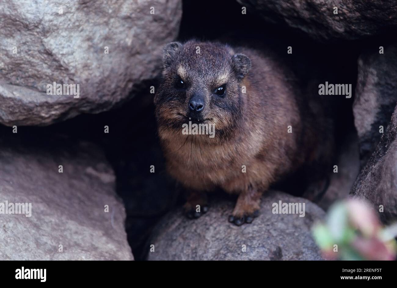 The yellow-spotted rock hyrax or bush hyrax (Heterohyrax brucei) is a species of mammal in the family Procaviidae. Stock Photo