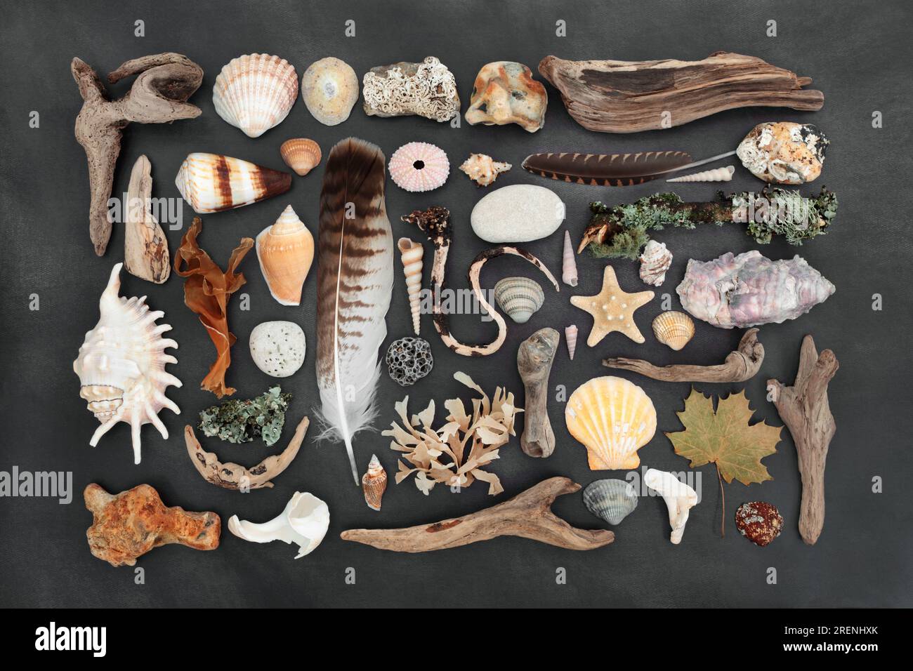 Natural assortment of nature objects with feathers, driftwood