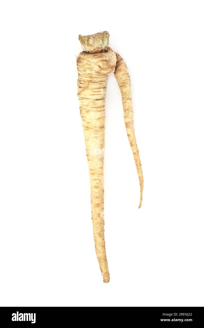 Deformed and forked parsnip vegetable. Organic imperfect example on white background. Stock Photo