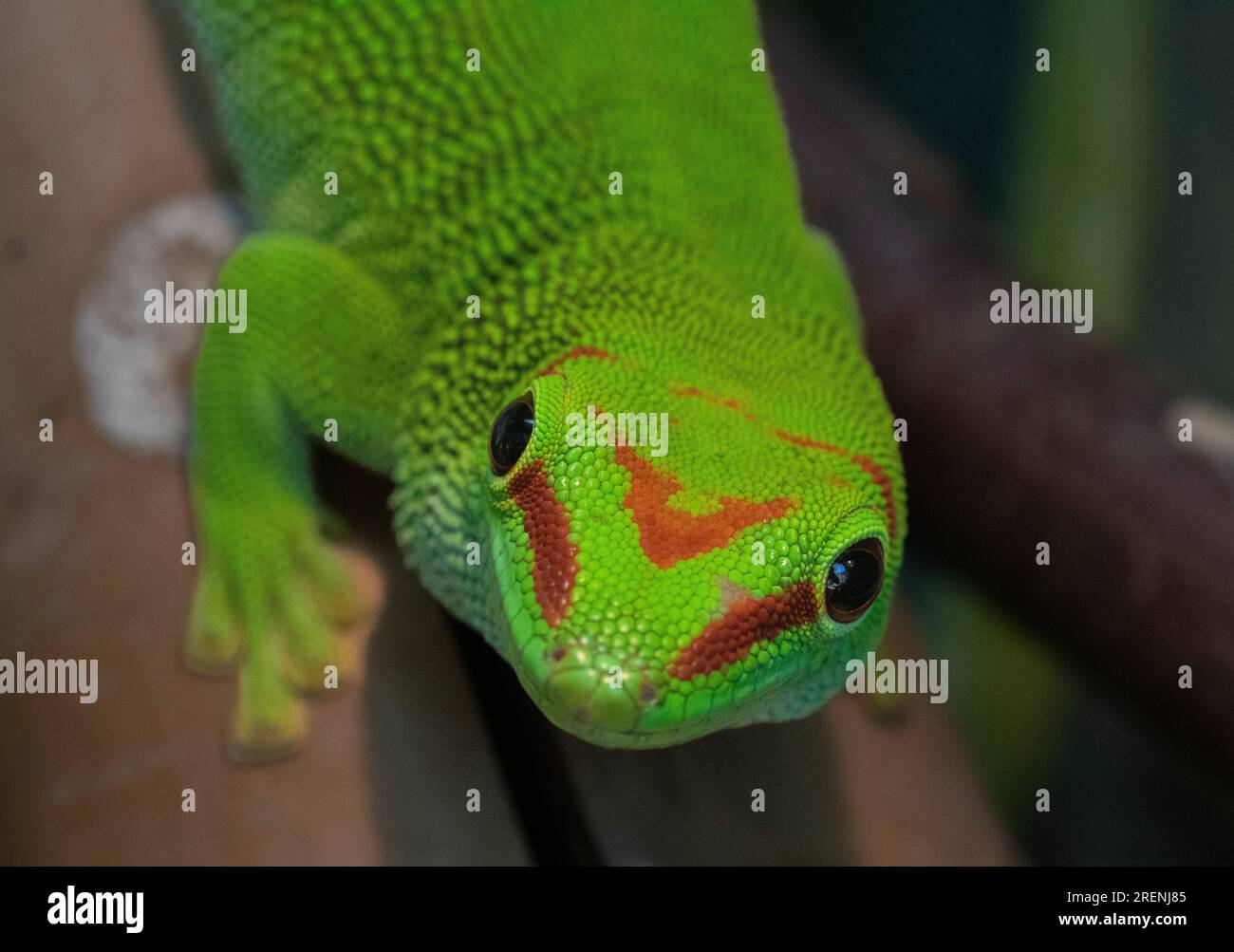 Colourful, Head On Portrait of a Madagascan Giant Day Gecko (Phelsuma grandis) Stock Photo