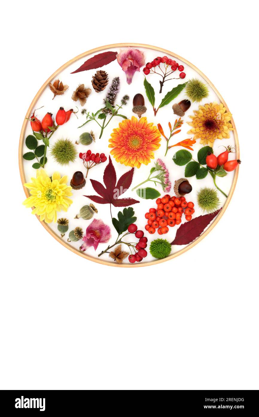 Abstract Autumn Thanksgiving leaves flowers, nuts, berry fruit design on white background in wooden circular frame. Fall composition for card, logo. Stock Photo