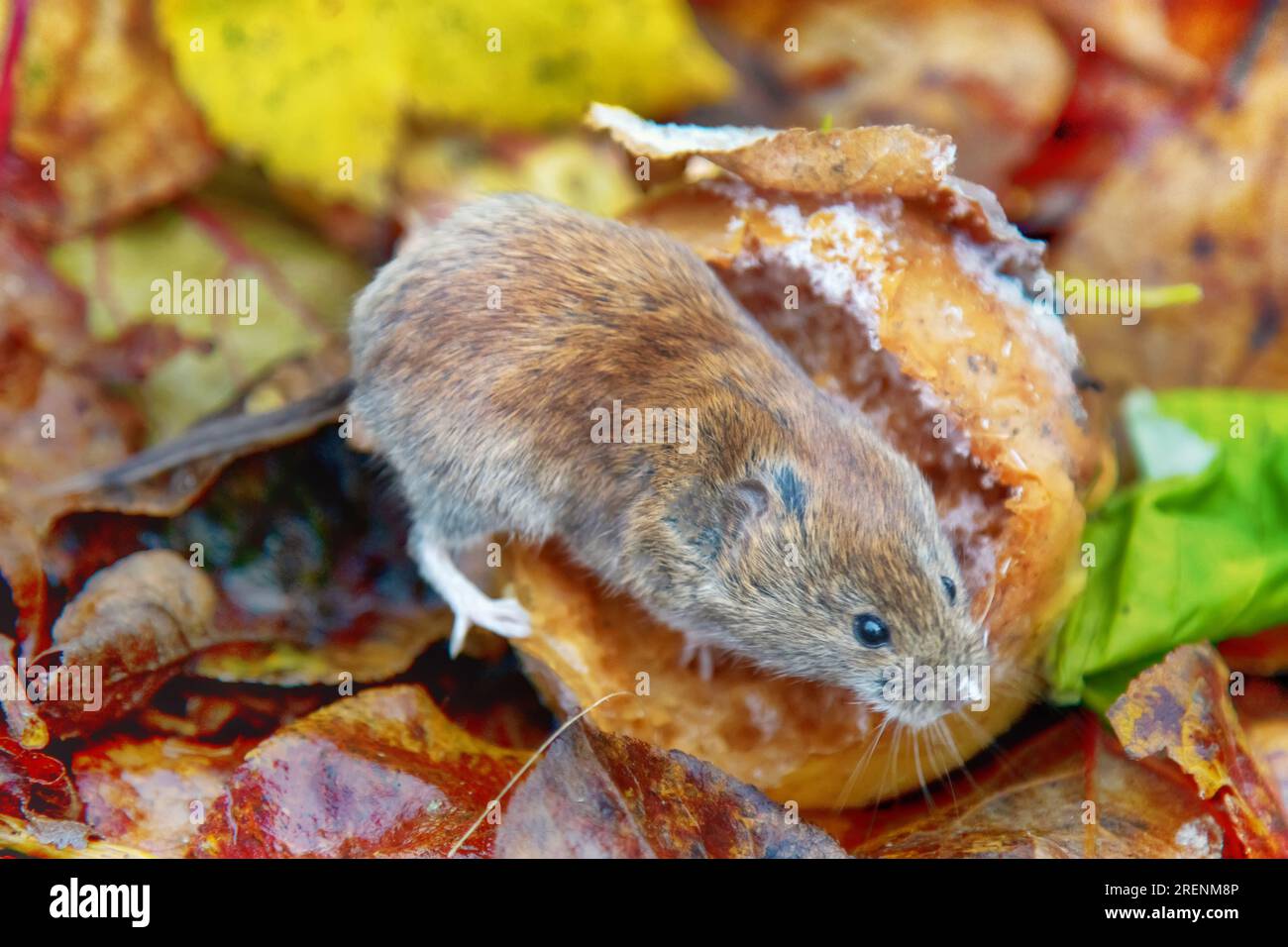 Horticulture. Voles feed on apples fallen from tree in garden until
