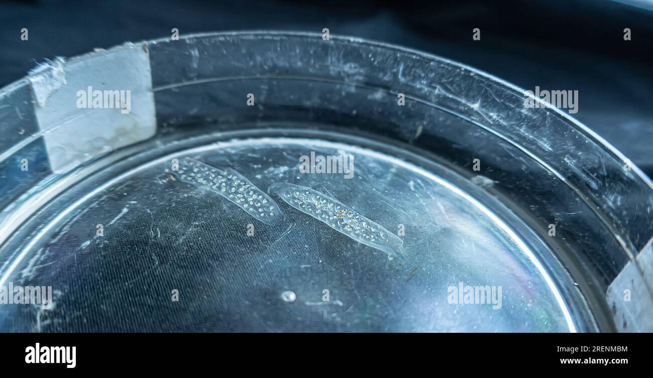 egg laying; clutch of Pond snail in a petri dish Stock Photo Alamy