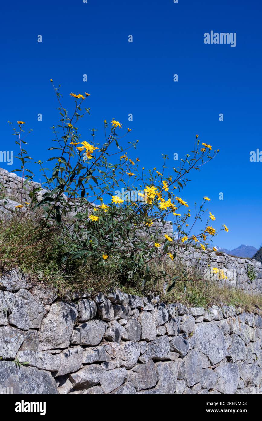 flowers growing out of dry stone masonry wall, Inca ruins of Machu Picchu, Peru, South America Stock Photo