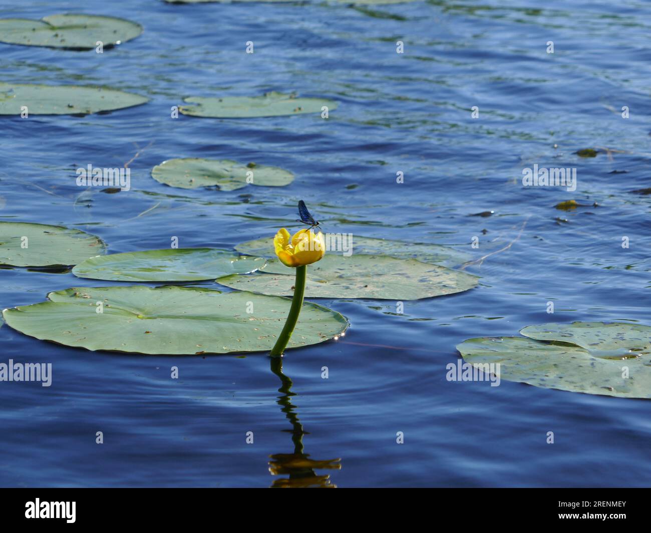 black winged damsel fly (Calopteryx virgo) on European cow lily (Nuphar luteum) flower on the river Stock Photo