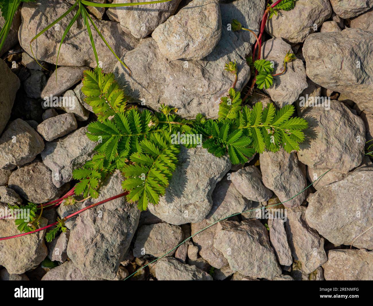 Plants that live in limestone outcrops calciphil (limeloving crop), petrophil, xerophile