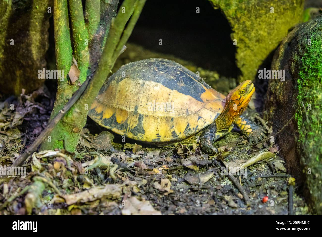 The Indochinese box turtle (Cuora galbinifrons) is a species of Asian box turtles from China, Vietnam, Laos, and possibly Cambodia. Stock Photo