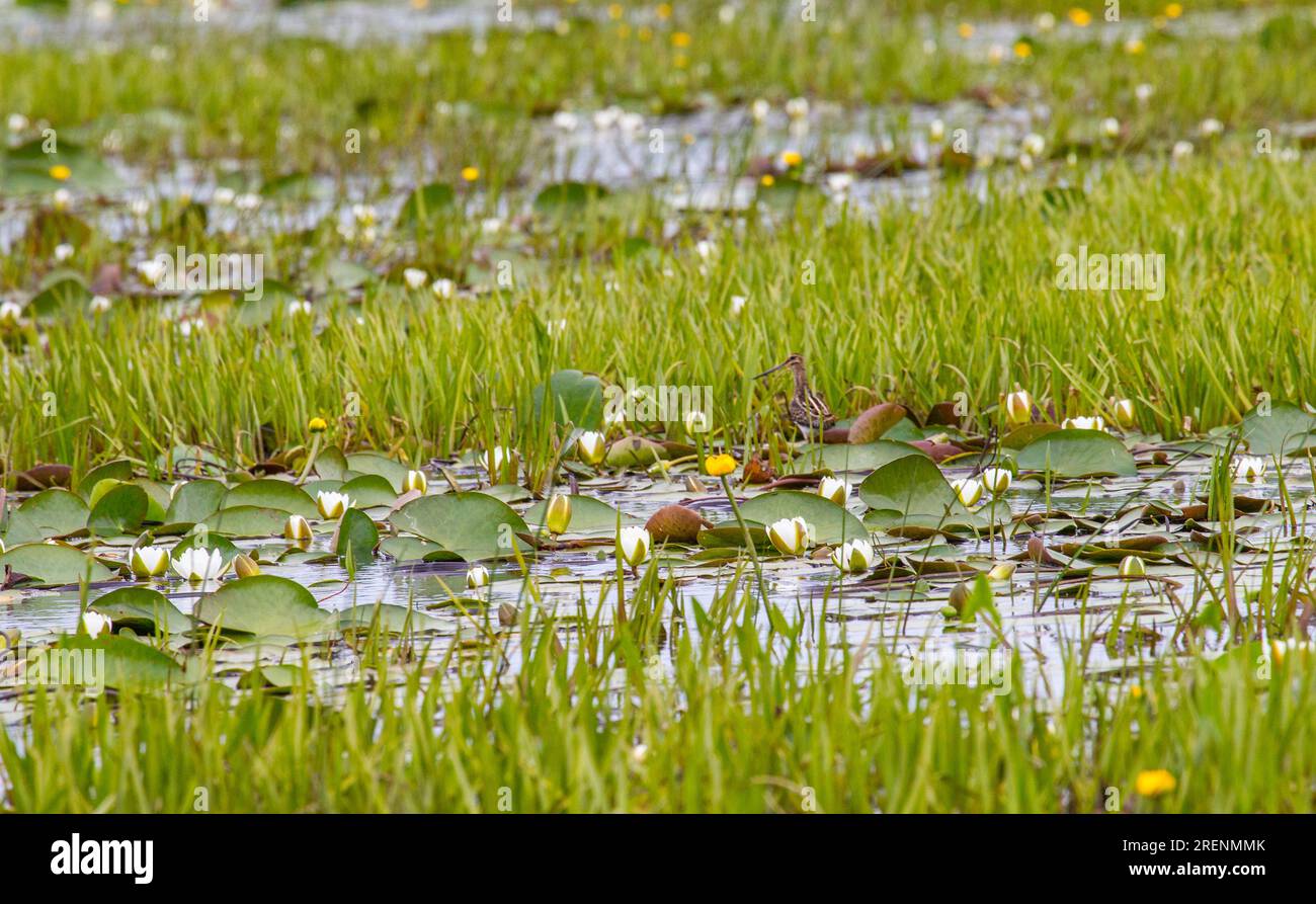 Deep pool, broad after flooding, flood meadows in flat river valley. Reservoir is overgrown: white waterlily (Nymphaea alba), spatterdock (Nuphar lute Stock Photo