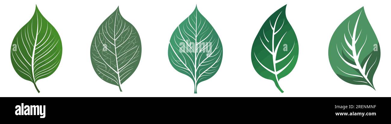 Abstract mint leaves vector illustration Cut Out Stock Images & Pictures -  Page 2 - Alamy