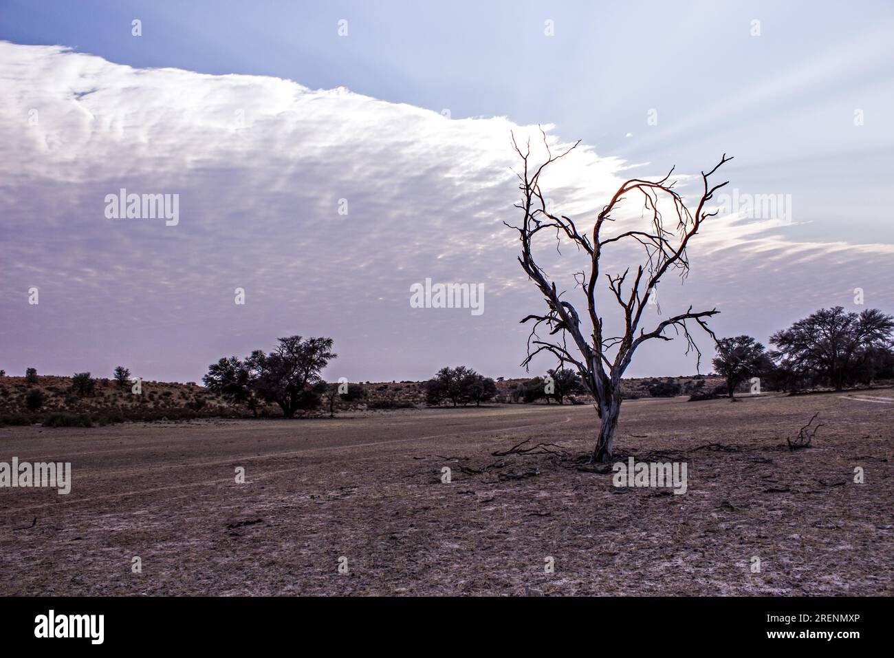 A single dead tree in the dry Auab river in the Kgalagadi National Park in South Africa. Stock Photo