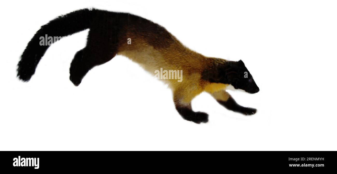 Indian marten (Martes flavigula) of the extreme North-East (Amur river) breeding areal in summer fur, the largest marten. Animal isolated on white bac Stock Photo