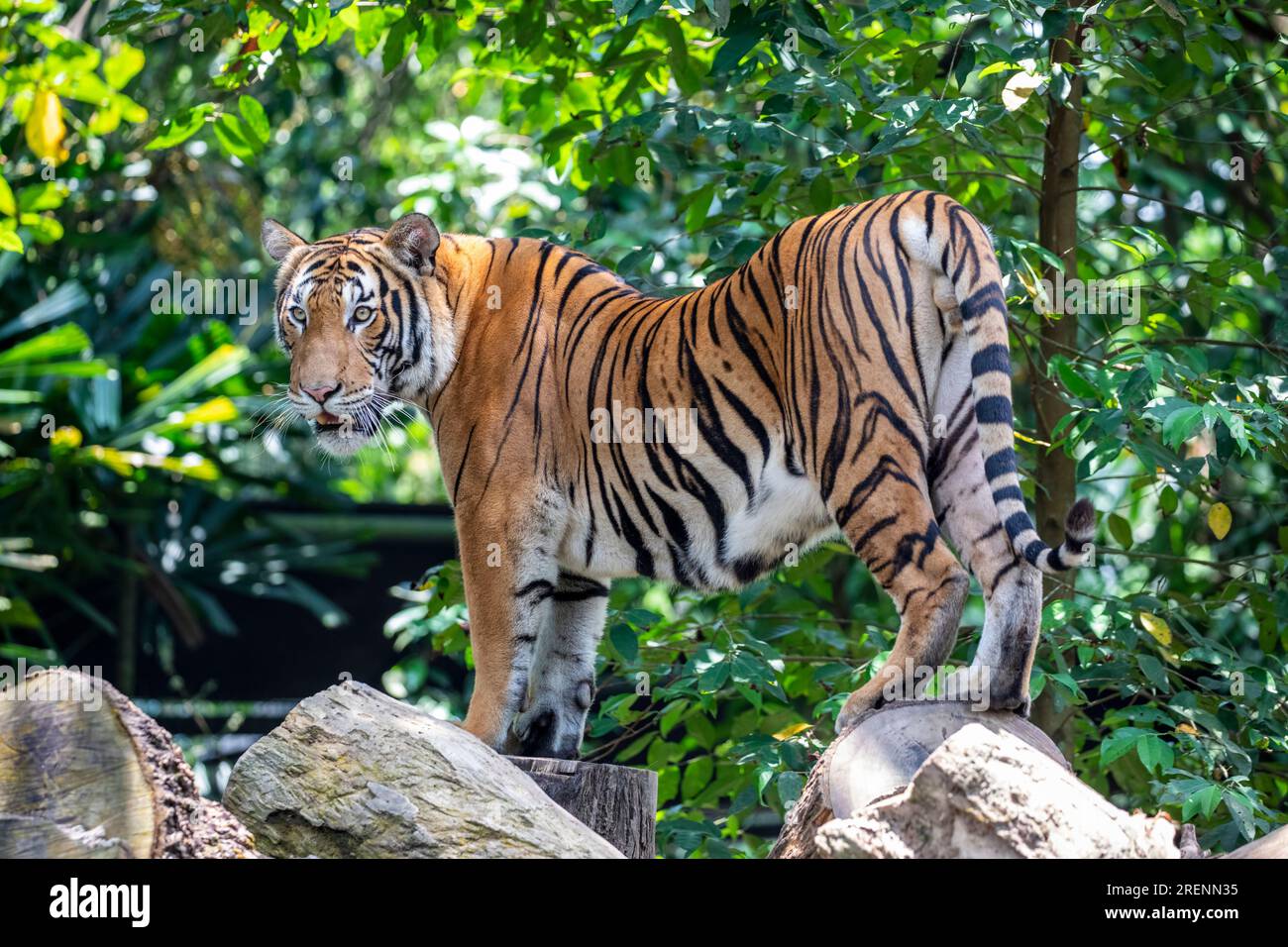 The closeup image of Malayan tiger (Panthera tigris jacksoni). It is a