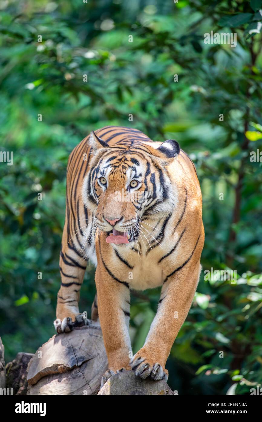 The closeup image of Malayan tiger (Panthera tigris jacksoni). It is a