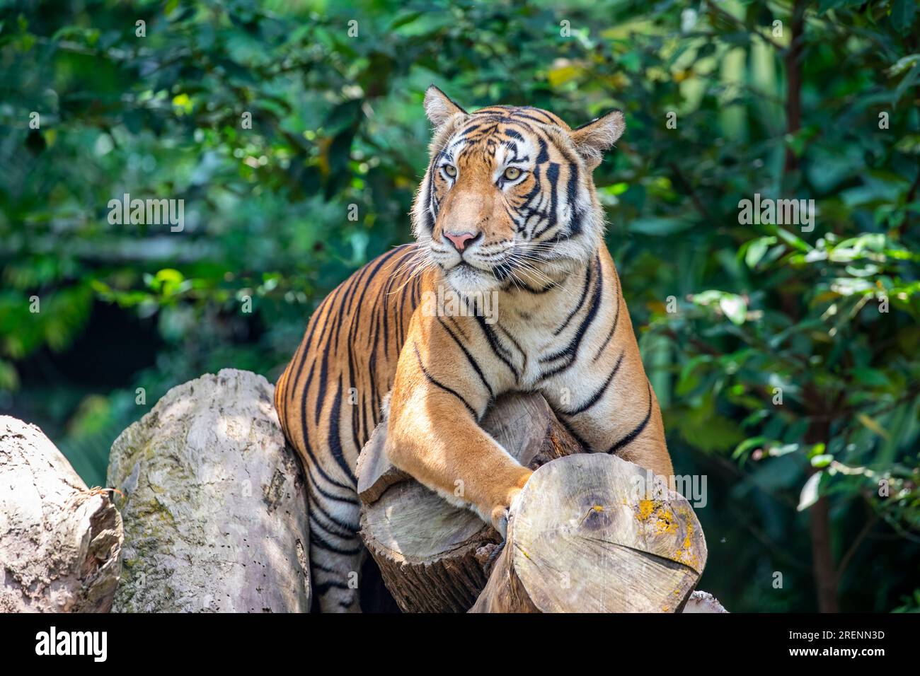 The closeup image of Malayan tiger (Panthera tigris jacksoni). It is a