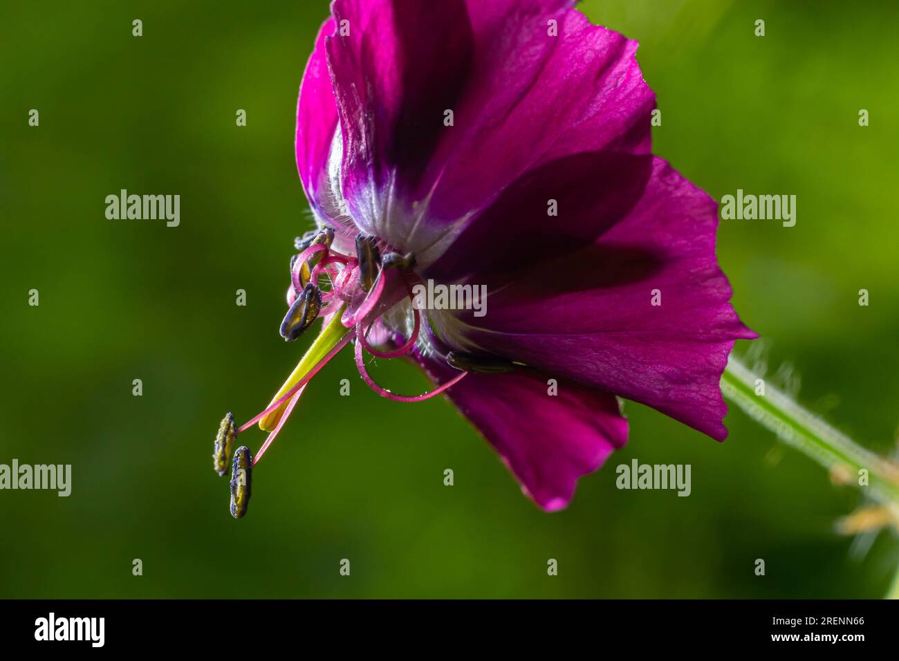 Dark purple dusky flowers in the garden, selective focus with green bokeh background - Geranium faeum. Stock Photo