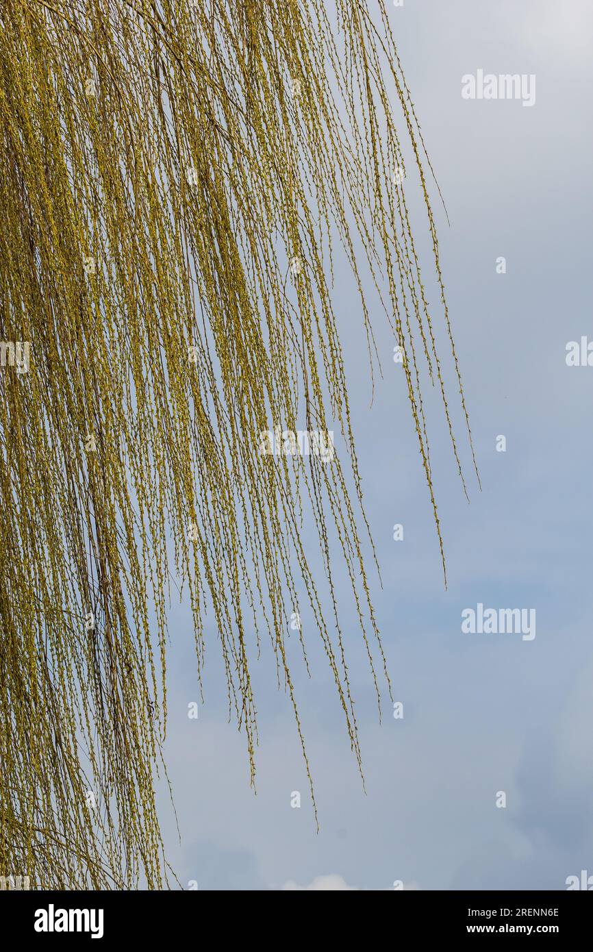 Photos of yellow buds and willow leaves this spring against the background of the sky. Stock Photo