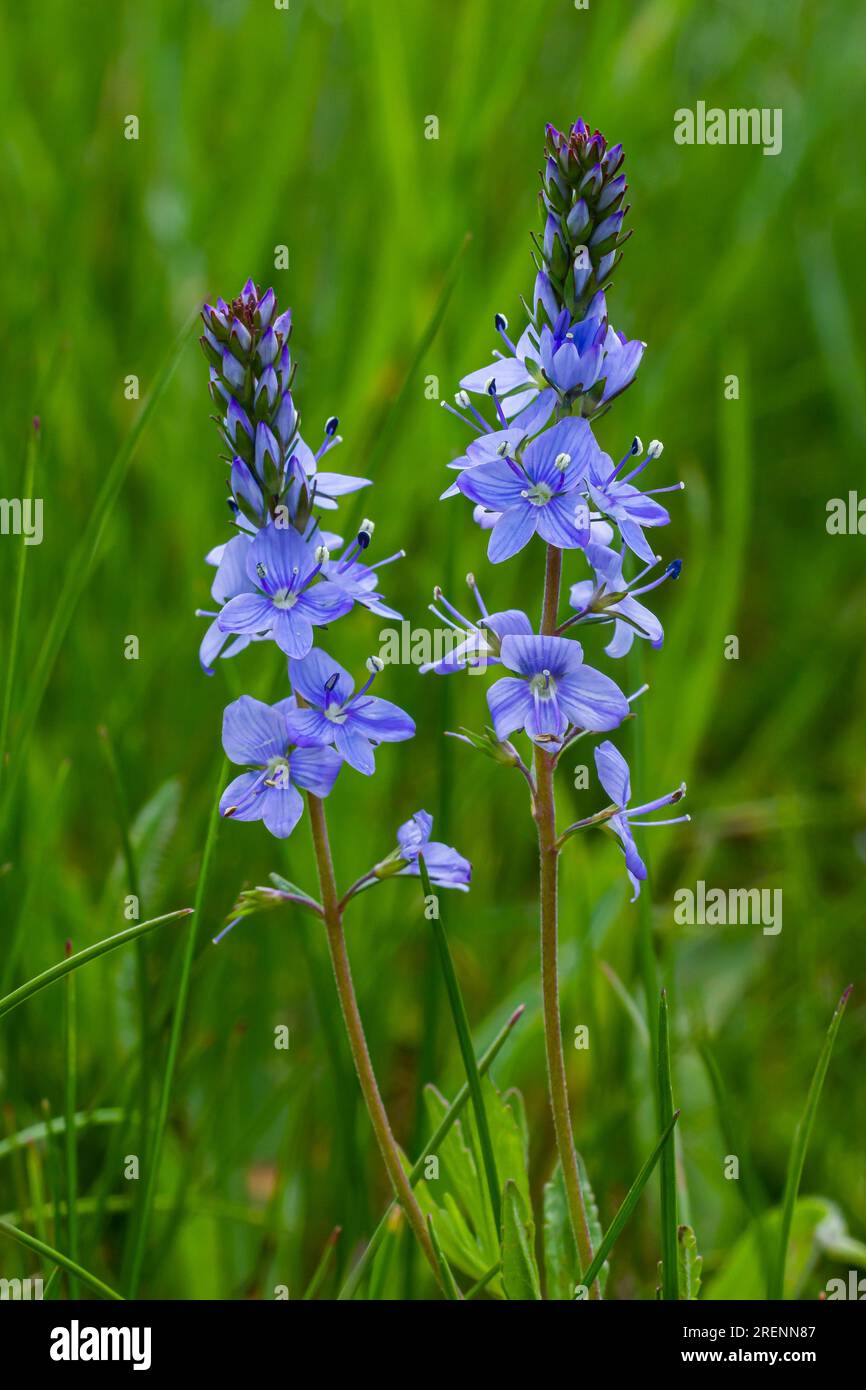 Closeup on the brlliant blue flowers of germander speedwell, Veronica prostrata growing in spring in a meadow, sunny day, natural environment. Stock Photo