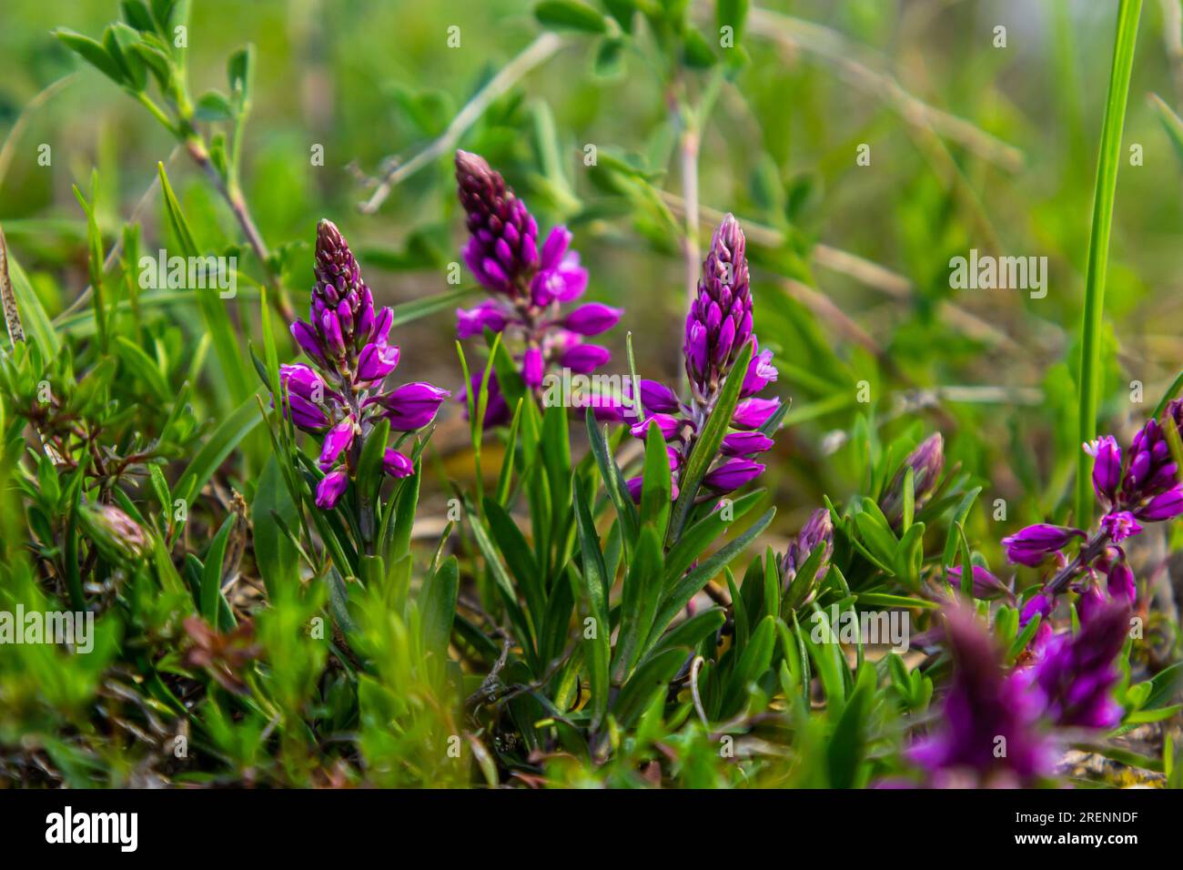 Polygala vulgaris, known as the common milkwort, is a herbaceous perennial plant of the family Polygalaceae. Polygala vulgaris subsp. oxyptera, Polyga Stock Photo