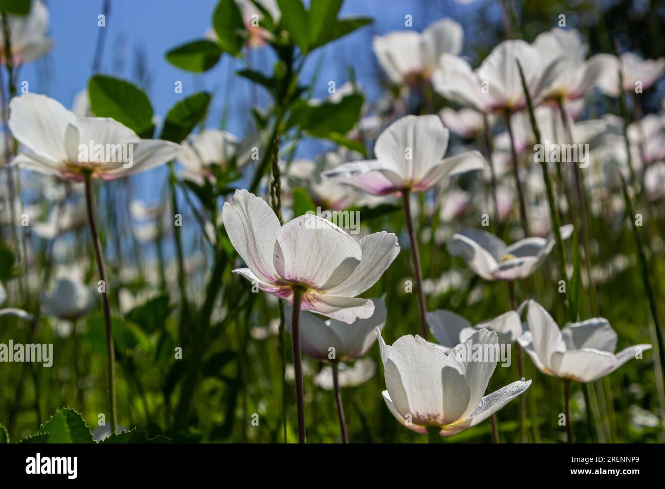 White spring flowers in green grass lawn. White anemone flowers. Anemone sylvestris, snowdrop anemone, windflower. Stock Photo