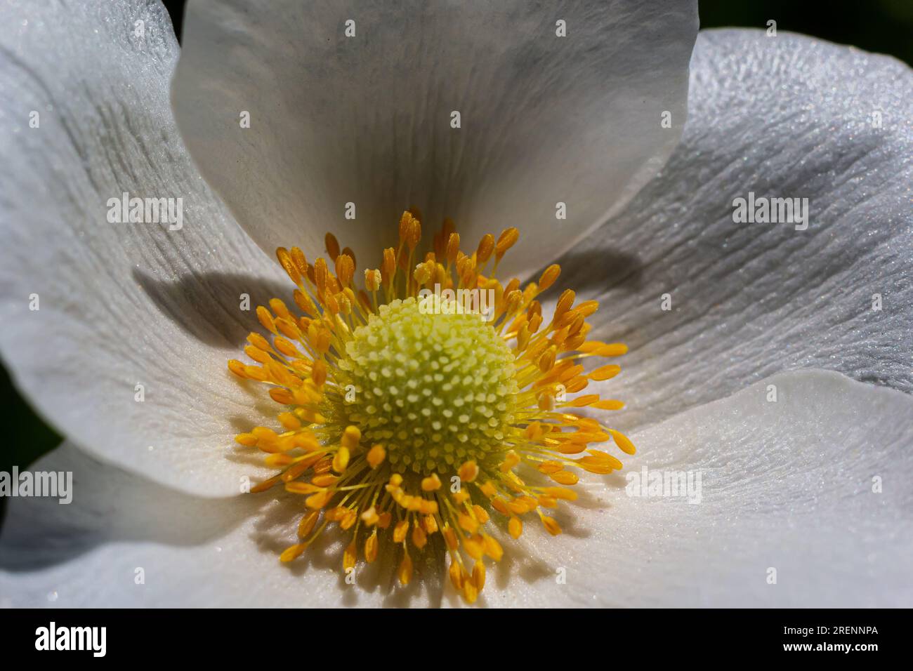 White spring flowers in green grass lawn. White anemone flowers. Anemone sylvestris, snowdrop anemone, windflower. Stock Photo