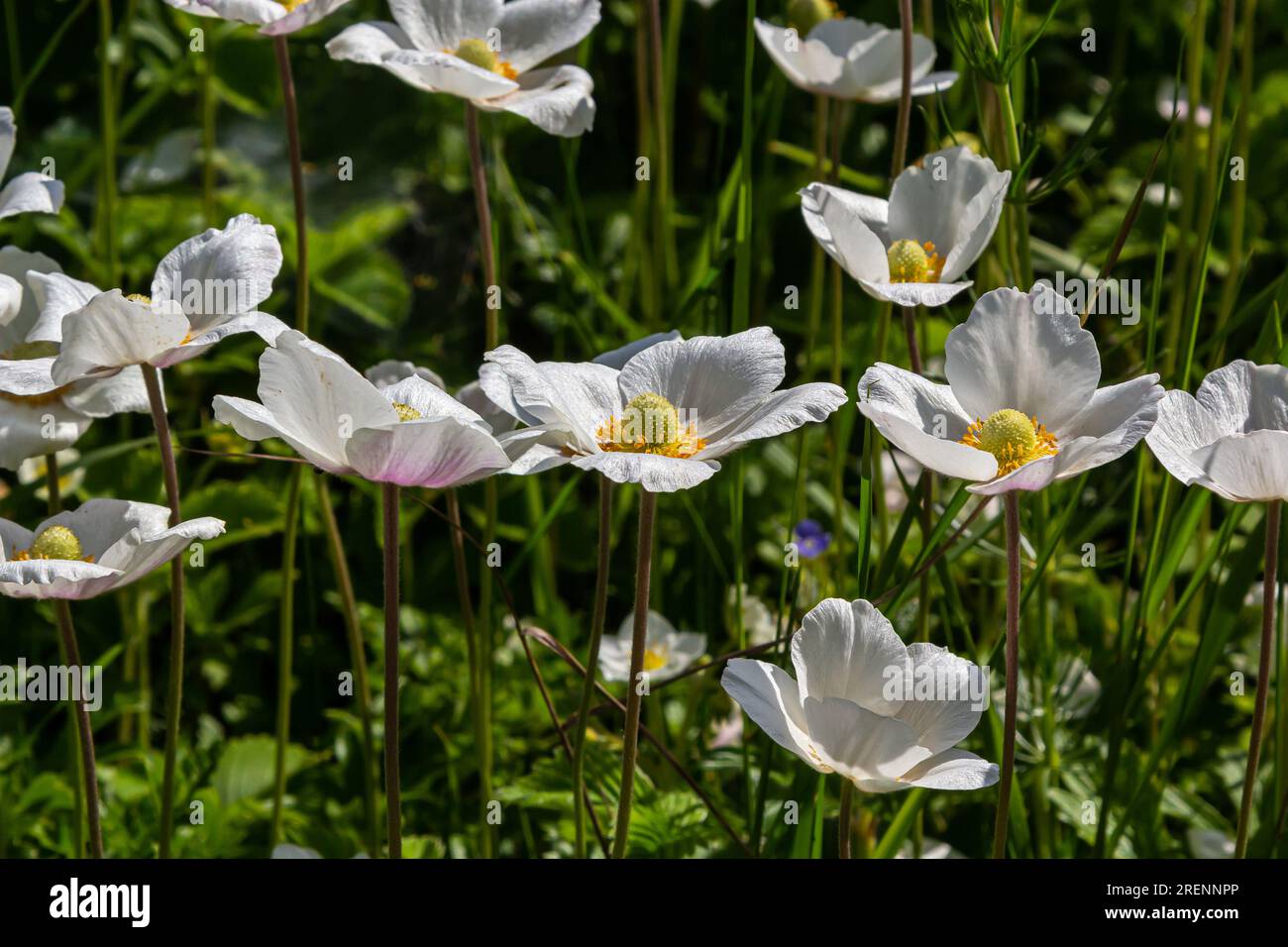 White spring flowers in green grass lawn. White anemone flowers. Anemone sylvestris, snowdrop anemone, windflower. Stock Photo