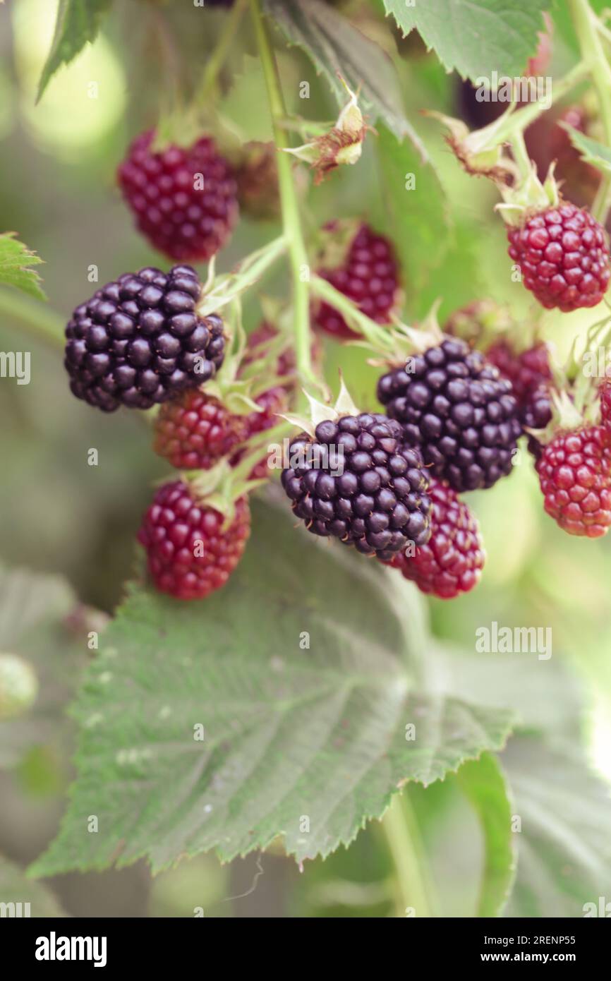 Blackberry bush with ripe and green berries Stock Photo