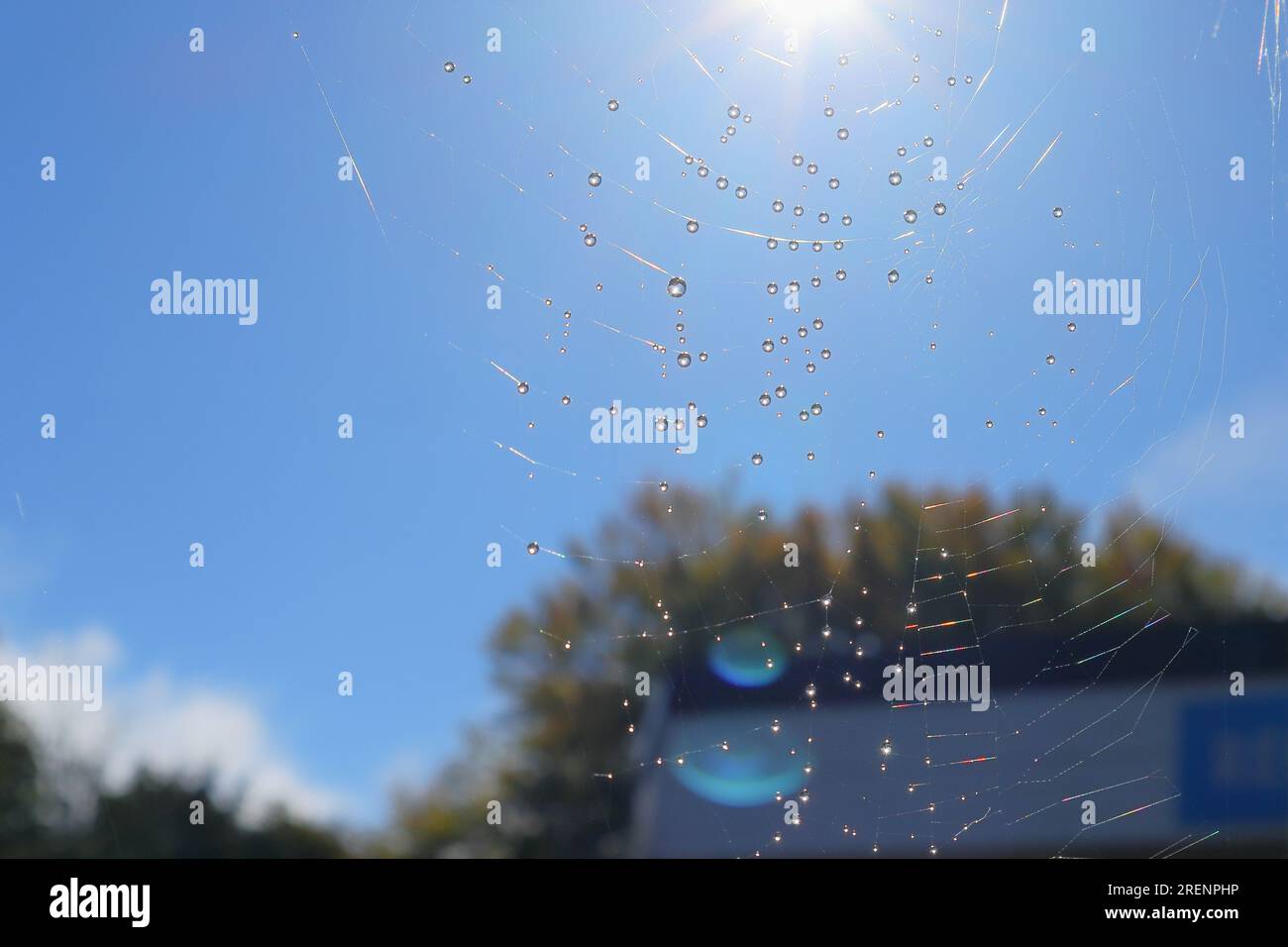 Water droplets from morning dew on a cobweb, set against a blue sky with sunlight above, with distant blurred trees. Stock Photo