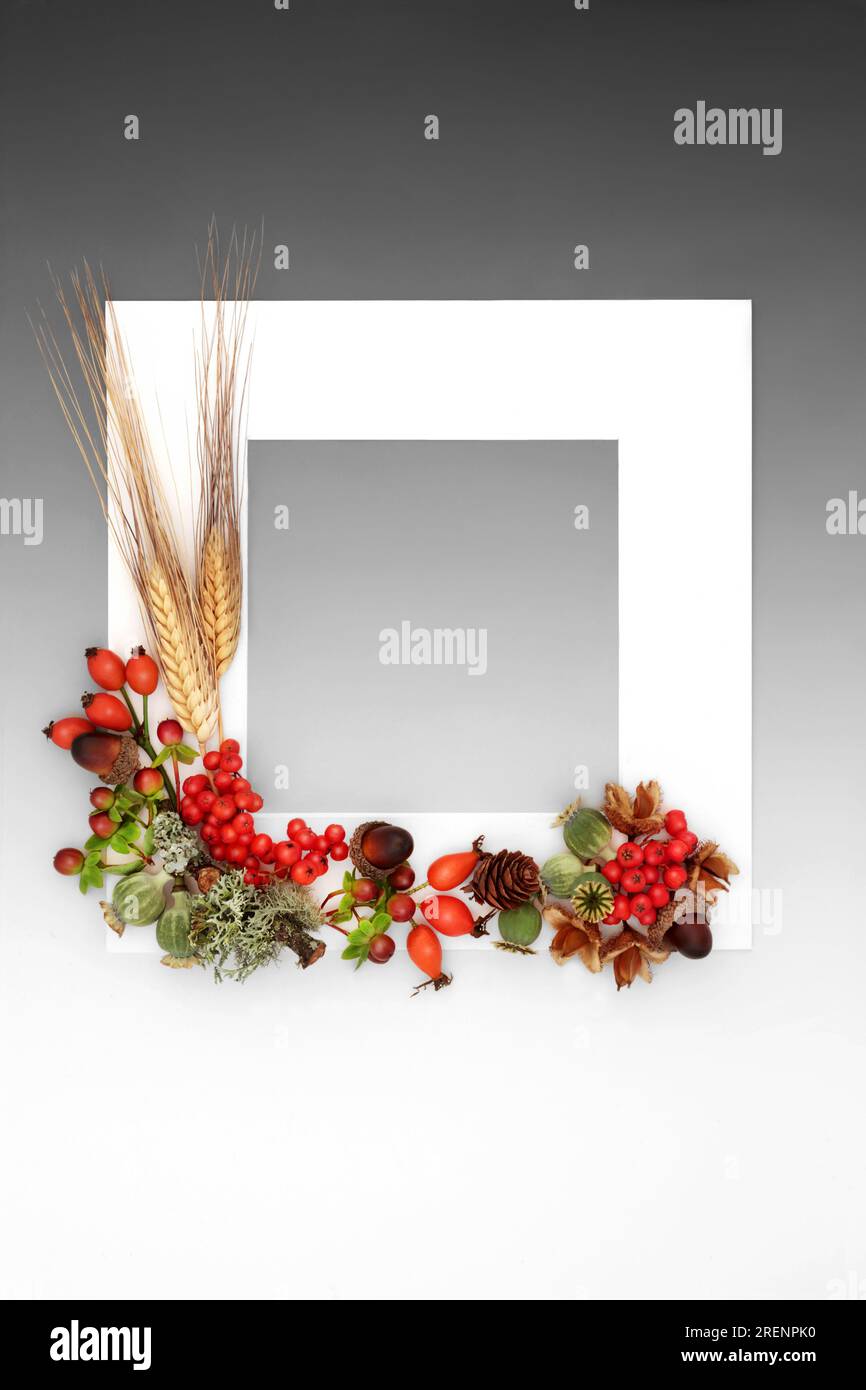 Autumn nature background frame with leaves, berry fruit, nuts on gradient gray background, Nature flora harvest festival Thanksgiving and Fall design Stock Photo