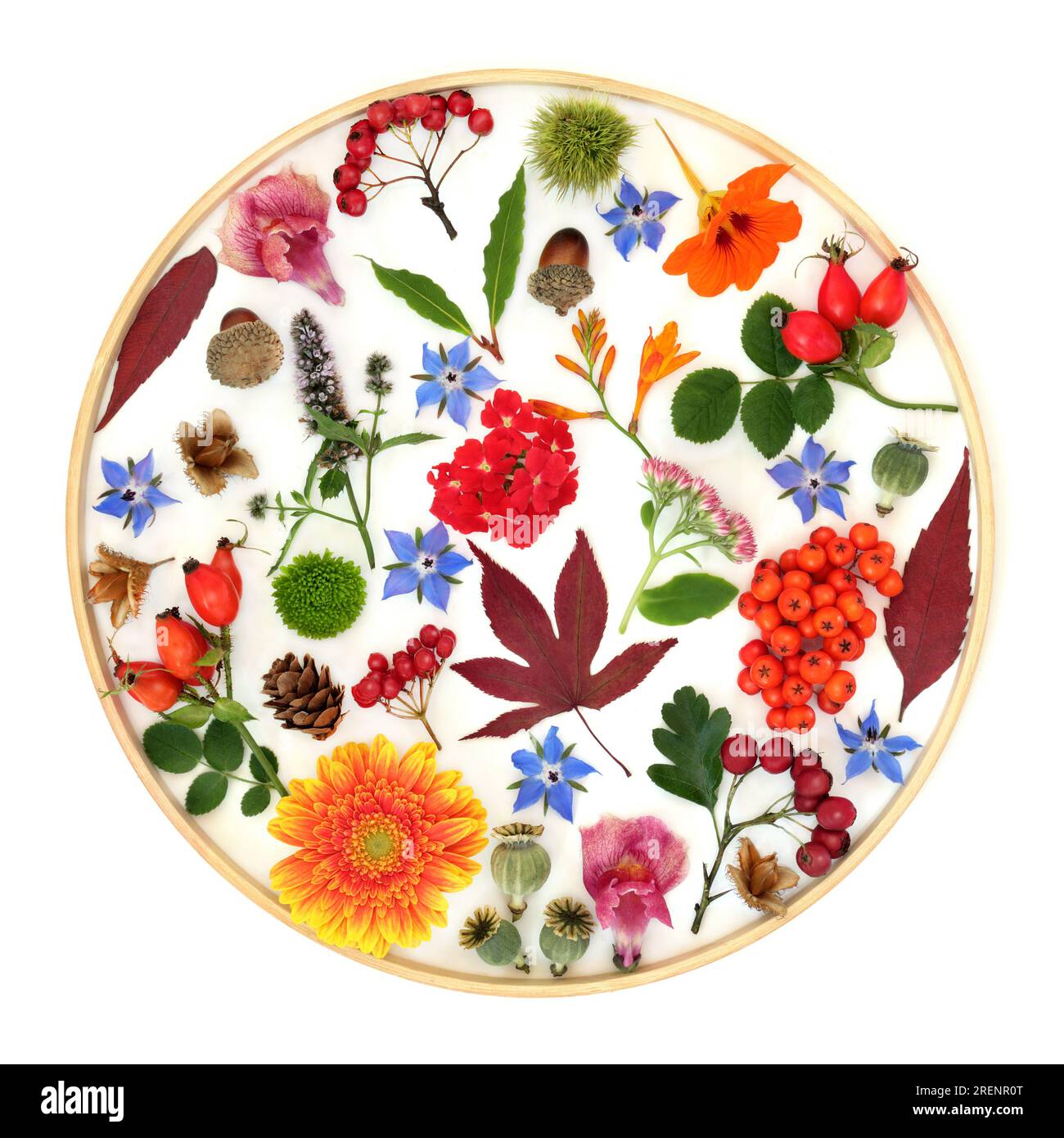 Autumn Thanksgiving Fall leaves flowers, nuts, berry fruit design on white background in wooden circular frame. Abstract flora and fauna design. Stock Photo