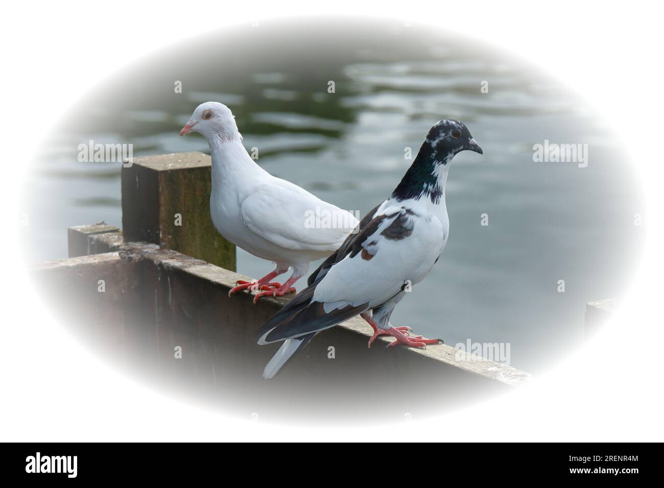 Two pigeons, one white the other black and white, standing on a fence rail each looking in opposite direction. Beside a lake with calm rippling water. Stock Photo