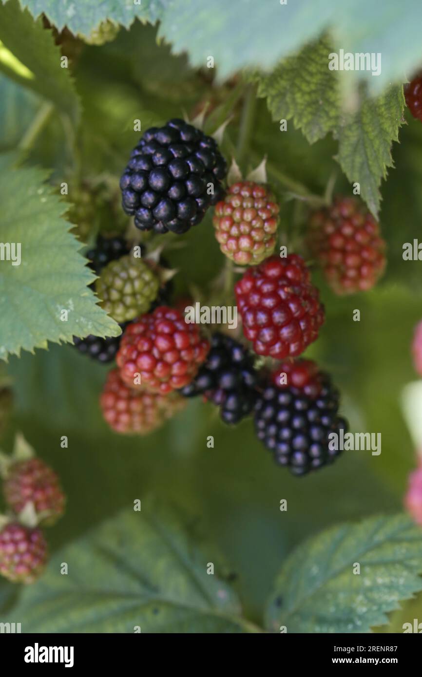 Blackberry bush with ripe and green berries Stock Photo