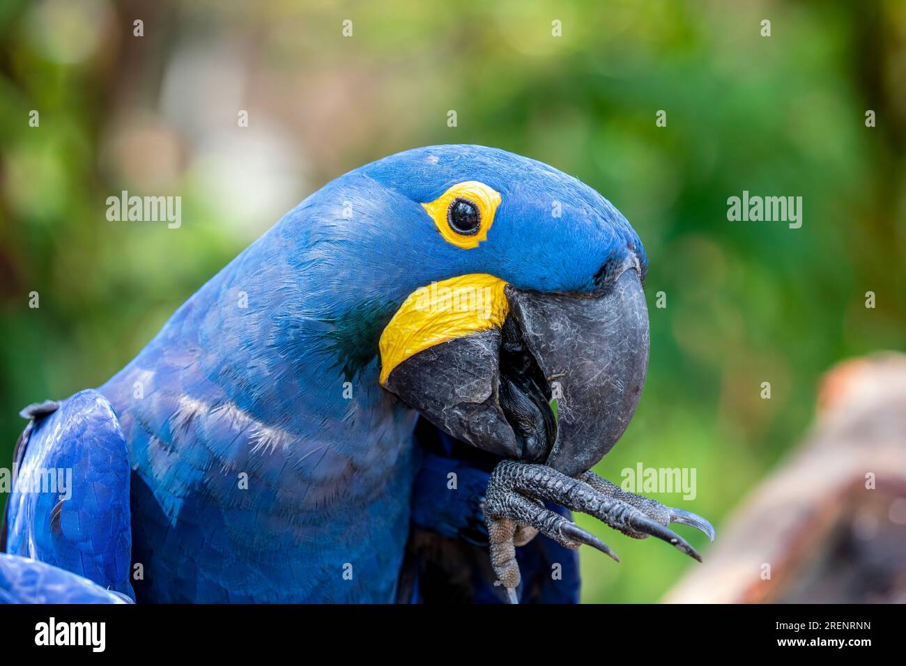 The hyacinth macaw is a parrot native to central and eastern South